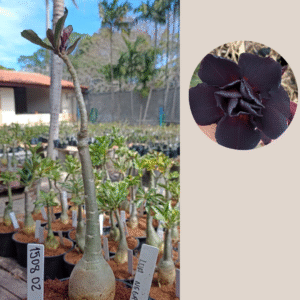 1508 02  Rosa do Deserto Lua Negra