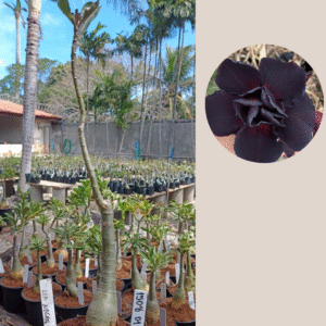 1508 01  Rosa do Deserto Lua Negra