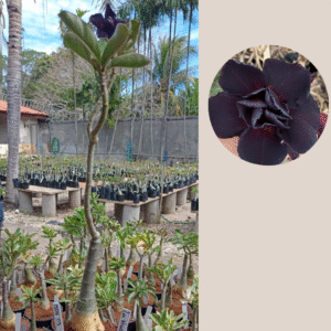 1508 09  Rosa do Deserto Lua Negra