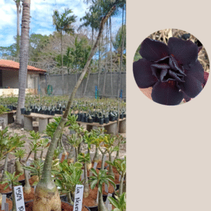 1508 10  Rosa do Deserto Lua Negra