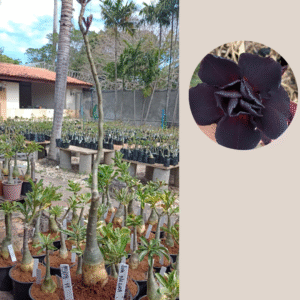 1508 11  Rosa do Deserto Lua Negra