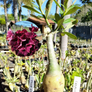 1408 69 Rosa do Deserto Crepusculo