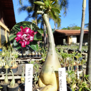 1408 71 Rosa do Deserto Mei Xiang 2