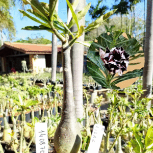 1408 70 Rosa do Deserto Lilac