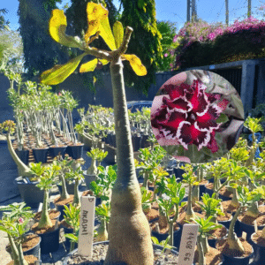 1408 66 Rosa do Deserto Akachi