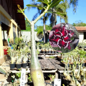 1408 63 Rosa do Deserto Akachi