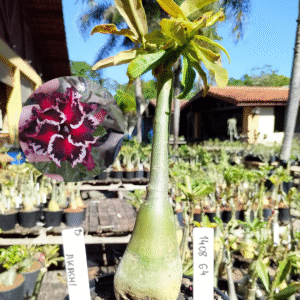 1408 64 Rosa do Deserto Akachi