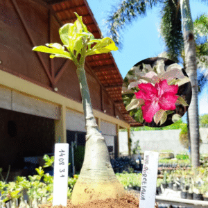 1408 31 Rosa do Deserto Variegata Porcelana