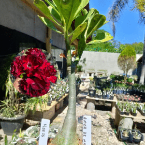 1408 25 Rosa do Deserto Amor de Mãe