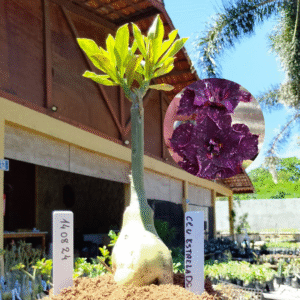 1408 24 Rosa do Deserto Céu Estrelado