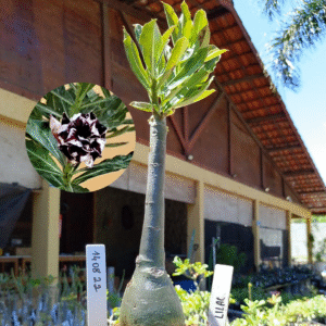 1408 22 Rosa do Deserto Lilac