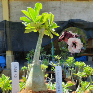 1408 19 Rosa do Deserto Luminatang