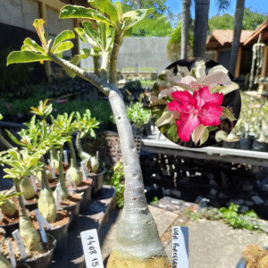 1408 15 Rosa do Deserto Variegata Porcelana