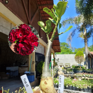 1408 09 Rosa do Deserto Amor de Mãe