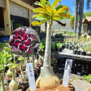 1408 08 Rosa do Deserto Akachi