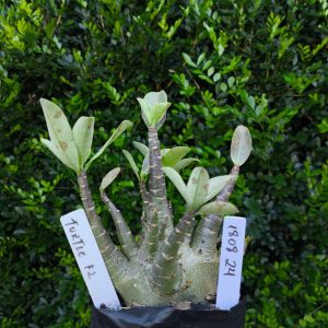 1808 24 Arabicum Turtle F2 12 meses