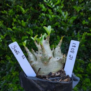 1808 21 Arabicum Bizão F2 12 meses