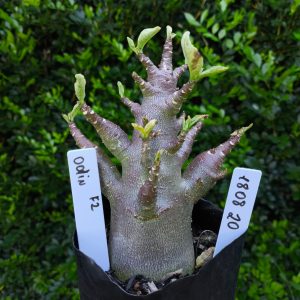 1808 20 Arabicum Bizão F2 12 meses
