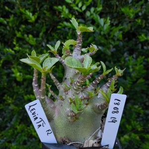 1808 19 Arabicum Leviatã F2 12 meses