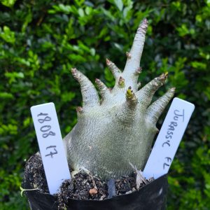 1808 17 Arabicum Jurassic F2 12 meses