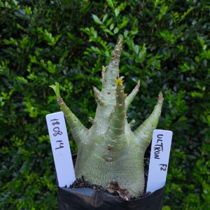 1808 14 Arabicum Ultron F2 12 meses