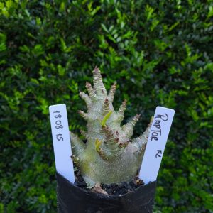 1808 15 Arabicum Raptor F2 12 meses