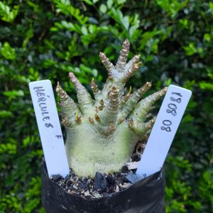 1808 08 Arabicum Hercules F2 12 meses