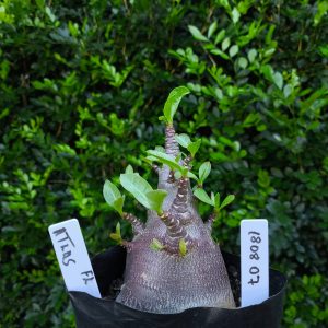 1808 07 Arabicum Atlas F2 12 meses