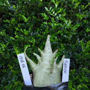 1808 06 Arabicum Torpedo F2 12 meses