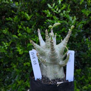 1808 05 Arabicum Rhino F2 12 meses