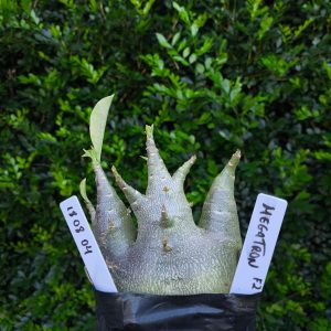 1808 04 Arabicum Megatron F2 12 meses