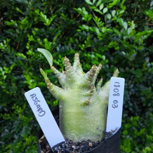 1808 03 Arabicum Asgard F2 12 meses