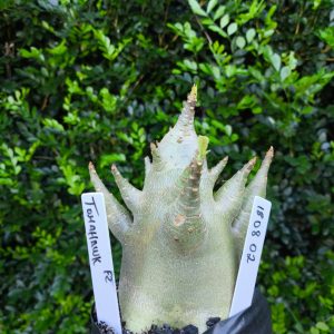 1808 02 Arabicum Tomahawk F2 12 meses