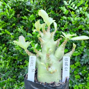 1808 01 Arabicum Tomahawk F2 12 meses