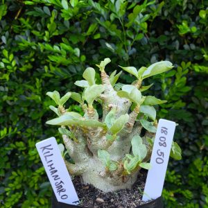 1808 50 Arabicum Kilimanjaro F2 12 meses