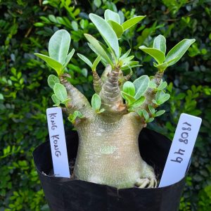 1808 49 Arabicum King Kong F2 12 meses