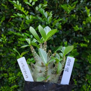 1808 48 Arabicum Cartepiller F2 12 meses