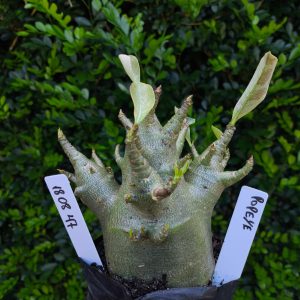 1808 47 Arabicum Popeye F2 12 meses