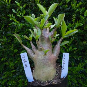 1808 46 Arabicum Maverick F2 12 meses