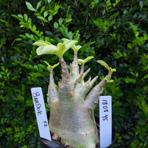 1808 45 Arabicum Bardok F2 12 meses