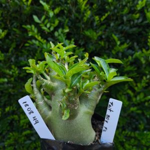 1808 44 Arabicum Faith Boy F2 12 meses