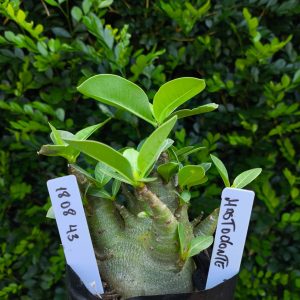 1808 43 Arabicum Mastodonte F2 12 meses