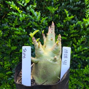 1808 41 Arabicum Tanos F2 12 meses