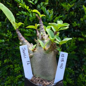 1808 40 Arabicum Javali F2 12 meses