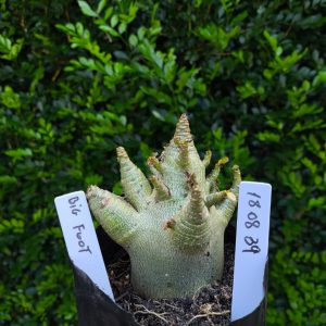 1808 39 Arabicum Big Foot F2 12 meses