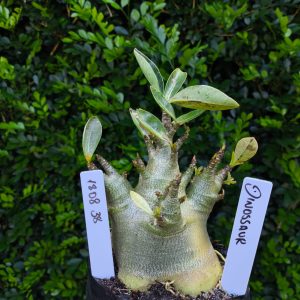 1808 38 Arabicum Dinossaur F2 12 meses