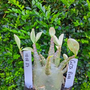 1808 37 Arabicum Godji Pura F2 12 meses