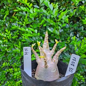 1808 35 Arabicum Nix F2 12 meses