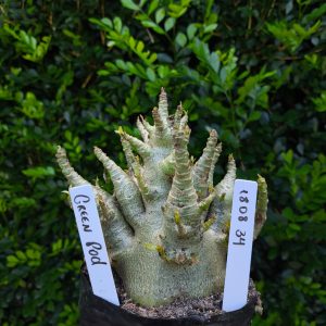 1808 34 Arabicum Green Pool F2 12 meses