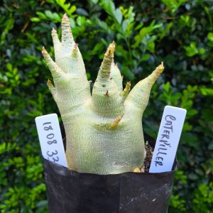 1808 33 Arabicum Caterpiller F2 12 meses